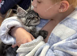 Large MaineCoon kittens