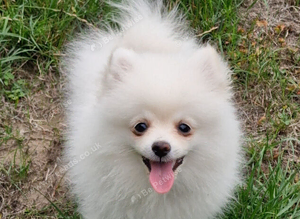 Fully Vacinated Girl Pomeranian Puppy adult weight 3 to 4 kilos. leaves with Pedigree, crate, bed,, training pads, food. Treats, toy, collar and lead.