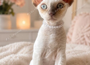 GCCF Devon Rex Kittens