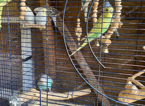 This years baby budgies ready for new homes