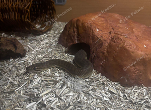 Proven children&rsquo;s python pair and spoofed python proven pair