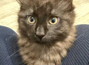 4 Stunning Maine Coon x British Shorthair Kittens (Rare Color-Changing Coats!)