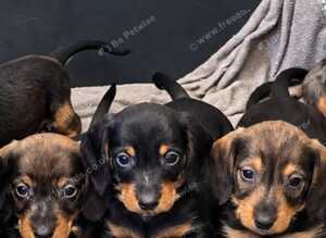 5 Wired-Haired Dachshund Puppies for Sale