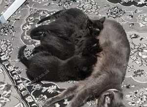 A beautiful litter of 3 kittens