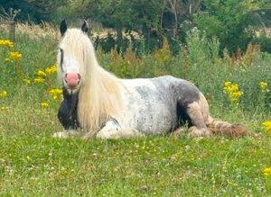 6 year old project mare