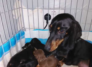 Dutch hound puppies