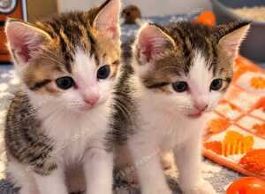 Kittens