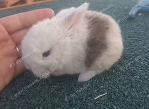 Baby mini lops resdy In October