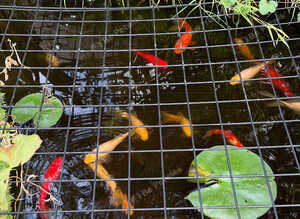 Clearing out pond - sell all together