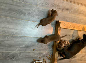 Stunning dachshunds ready to leave soon