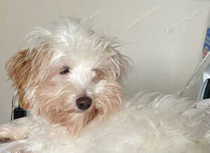 Toy poodle x  Cotton de Tulear for sale