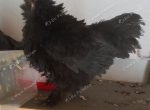 Black frizzle bantam chicken