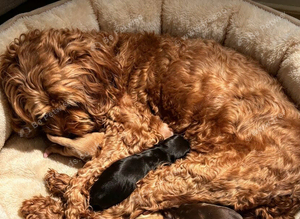 F1 Cockerpoo puppies