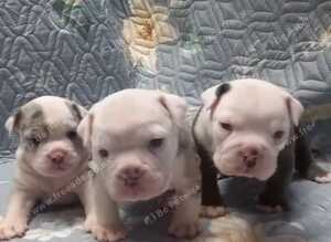 Oldeenglishbulldogs O.E.B