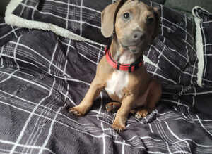 Dachshund