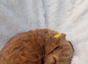 Rare F1BB cockapoo Only 5 left