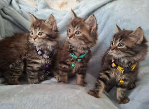 3x beautiful fluffy maincoone cross kittens