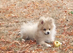 Beautiful pomeranian puppies
