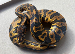 Male Leopard yellowbelly het Dg ph pied royal python for sale