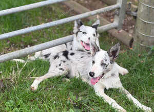 Border Collie Male