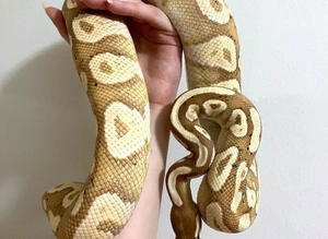Female Banana Mojave Royal Python