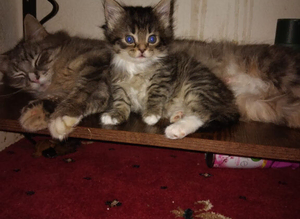 Maine Coon x Siberian