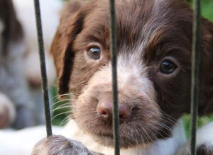 Cocker Spaniel Pups
