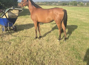 Purebred Arabian filly