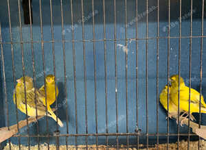 Top class fife canary&rsquo;s