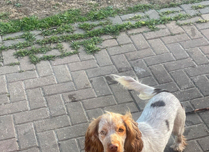 roan boy cocker spaniel for STUD