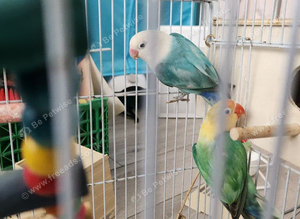 Breeding pair of pastel love birds