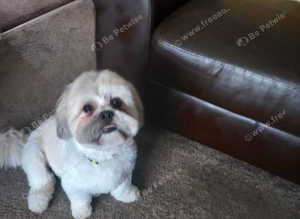 At stud lhasa apso