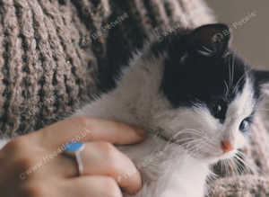 CAT SITTING