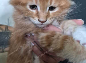 Boys Maine Coon