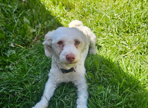 Bison maltese
