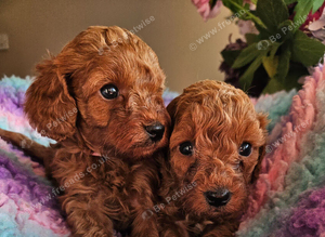 Licensed breeder, red tiny toy cavapoo litter