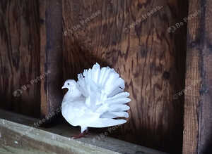 DOVES