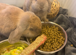 Mini lop