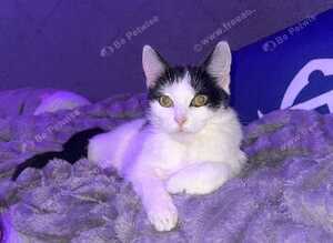 Looking for a loving home for my 3 cats due to change in circumstances
