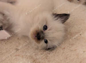 Pedigree Ragdoll mix litter ready 13 October