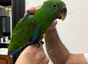 17 weeks old Eclectus