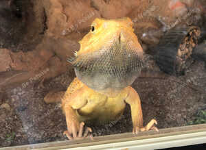 Bearded dragon and vivariun