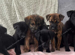 Bedlington x whippet puppies