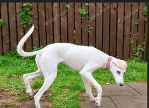 3/4 Saluki bitch pup from perfect bloodlines