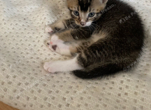 For Sale.  4 Bengal/Tabby kittens