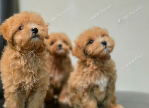 F1 Adorable Maltipoo Puppies