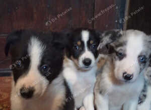 Pure Bred Traditional and Merle Border Collie Puppies