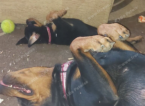 Kc registered very chunky solid pups