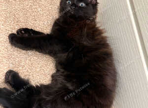 Gizmo &ndash; Rare Female Maine Coon x British Shorthair with Inhibitor Gene