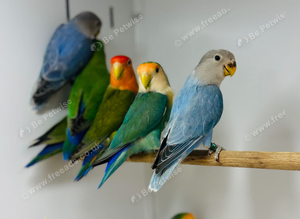 Baby love birds